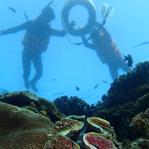 SUP立槳體驗+浮潛 
