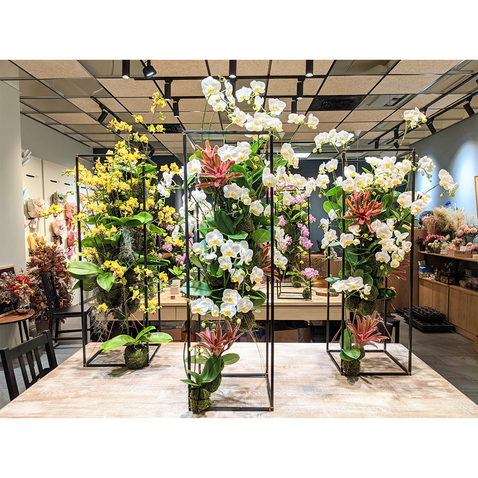 尊榮款 懸吊蘭花