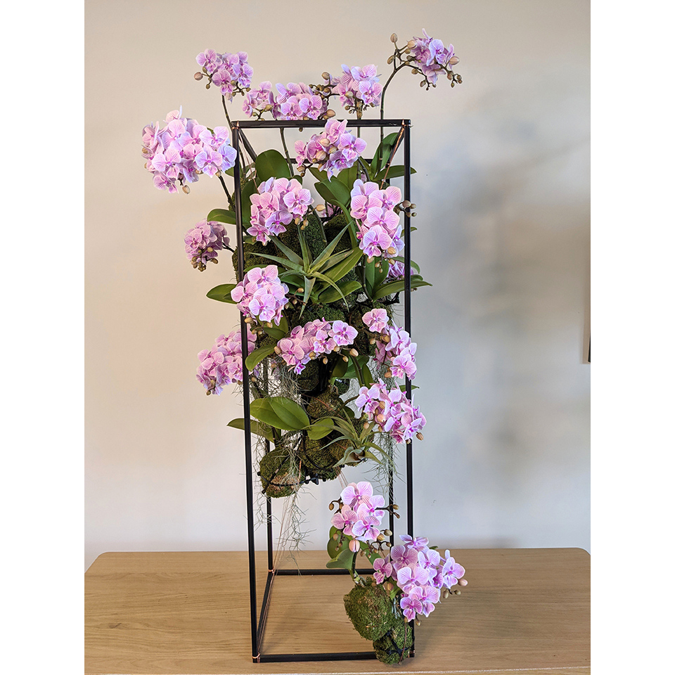 尊榮款 懸吊蘭花