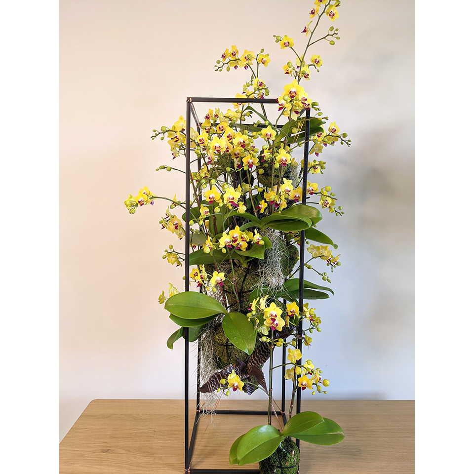 尊榮款 懸吊蘭花