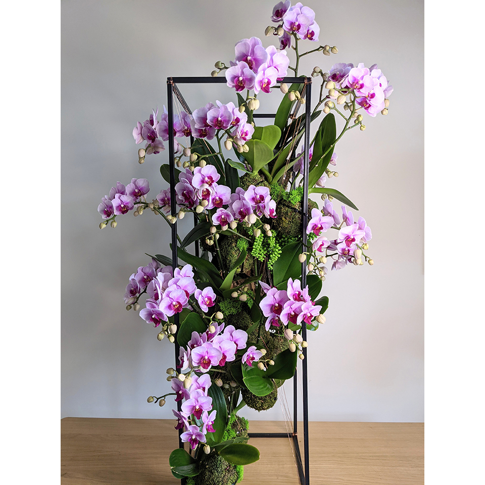 尊榮款 懸吊蘭花