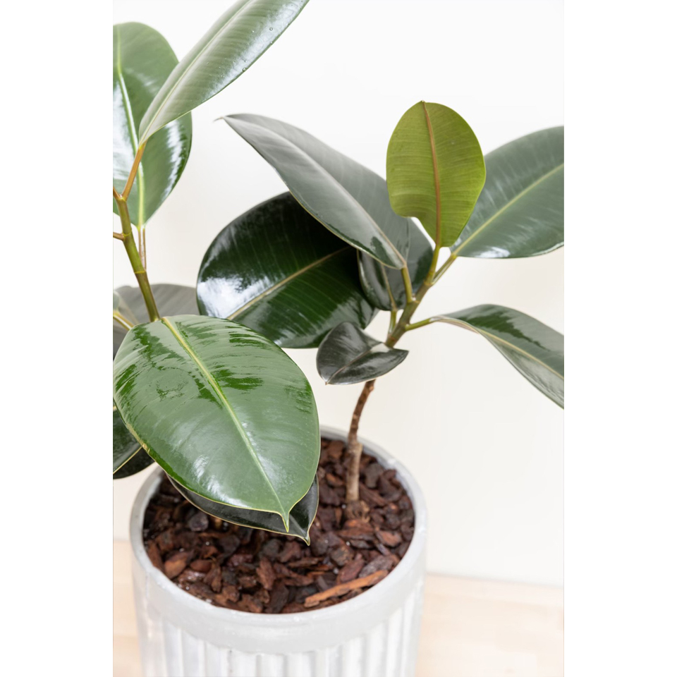 橡皮樹落地型水泥盆