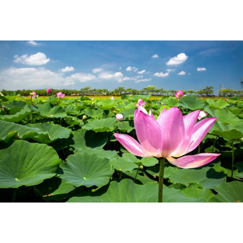 台南白河蓮花季/台南