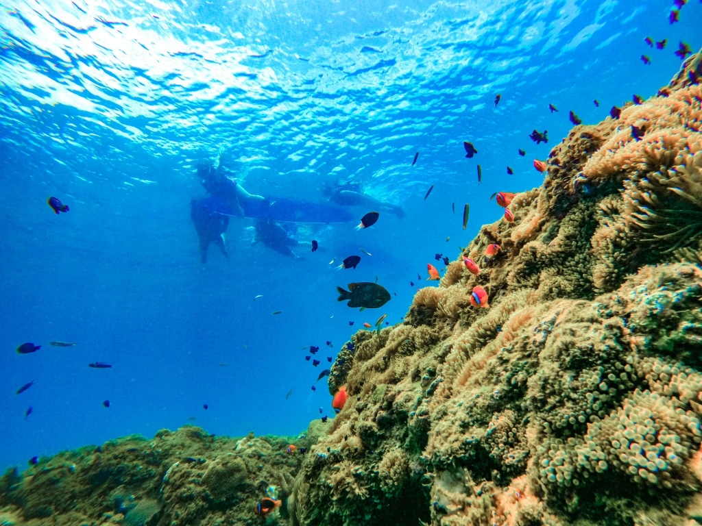 Snorkeling浮潛生態導覽