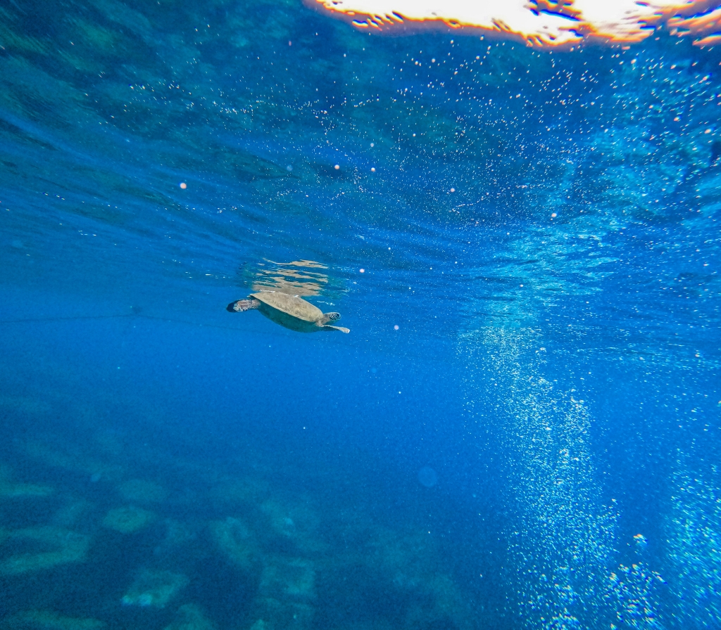 Snorkeling浮潛生態導覽