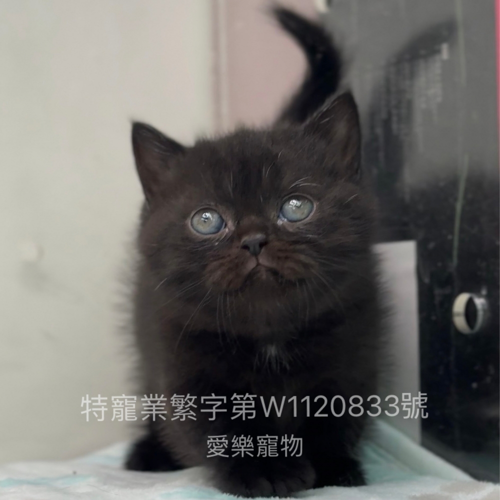 黑曼赤肯 公