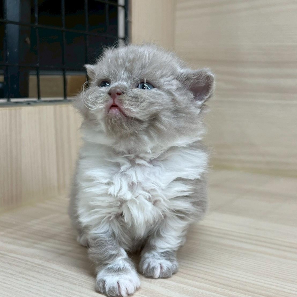紫丁香賽爾凱克 妹妹