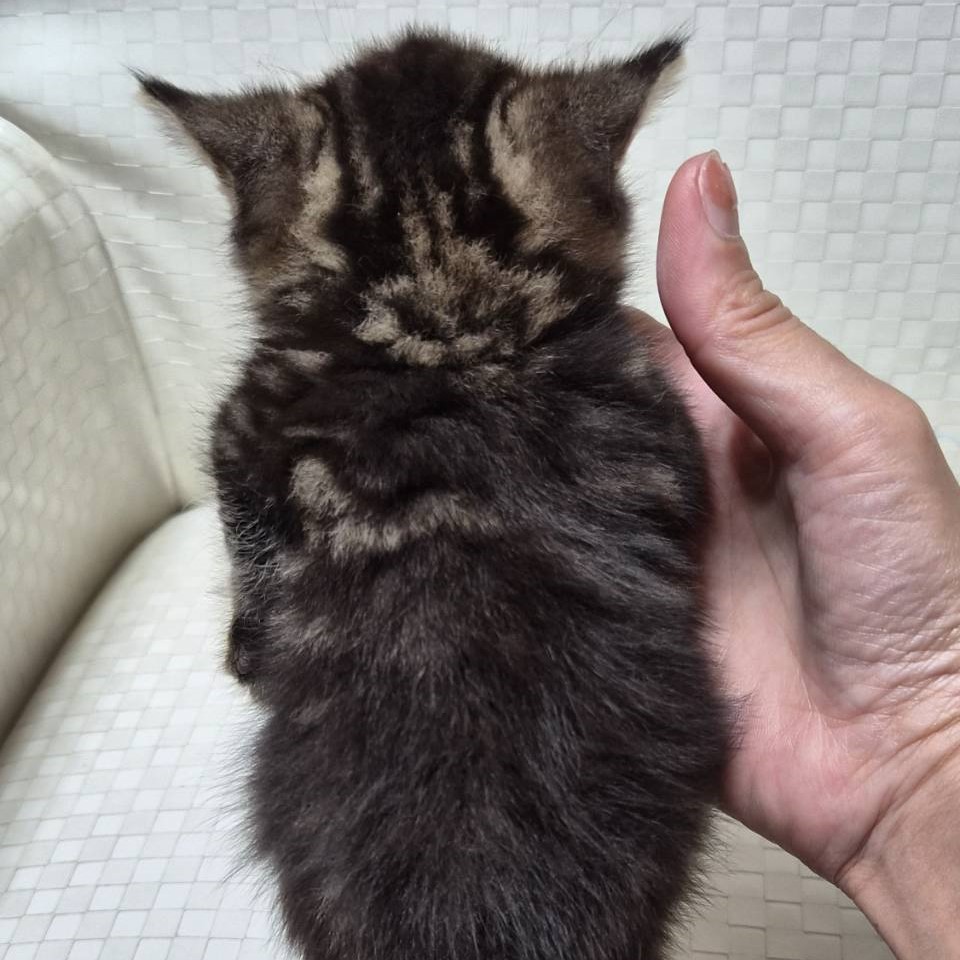 玳瑁曼赤肯