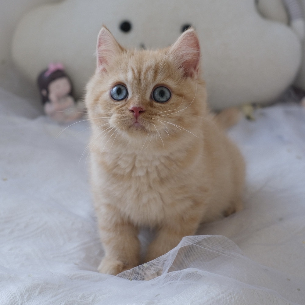 ❣️114/12/01 奶油色 弟弟