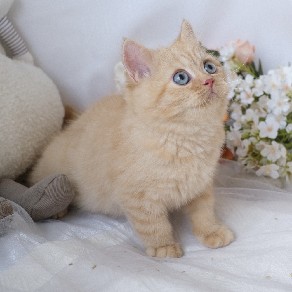 ❣️114/12/01 奶油色 弟弟