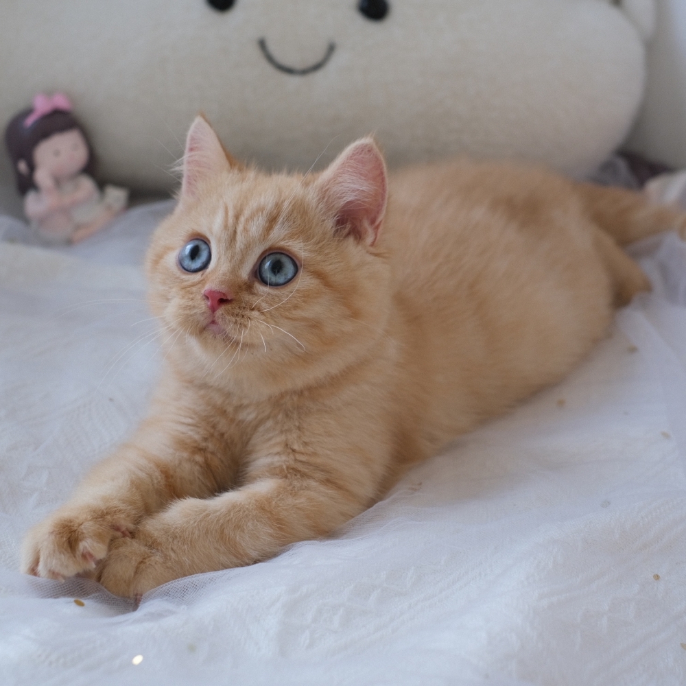 ❣️114/12/01 奶油色 弟弟