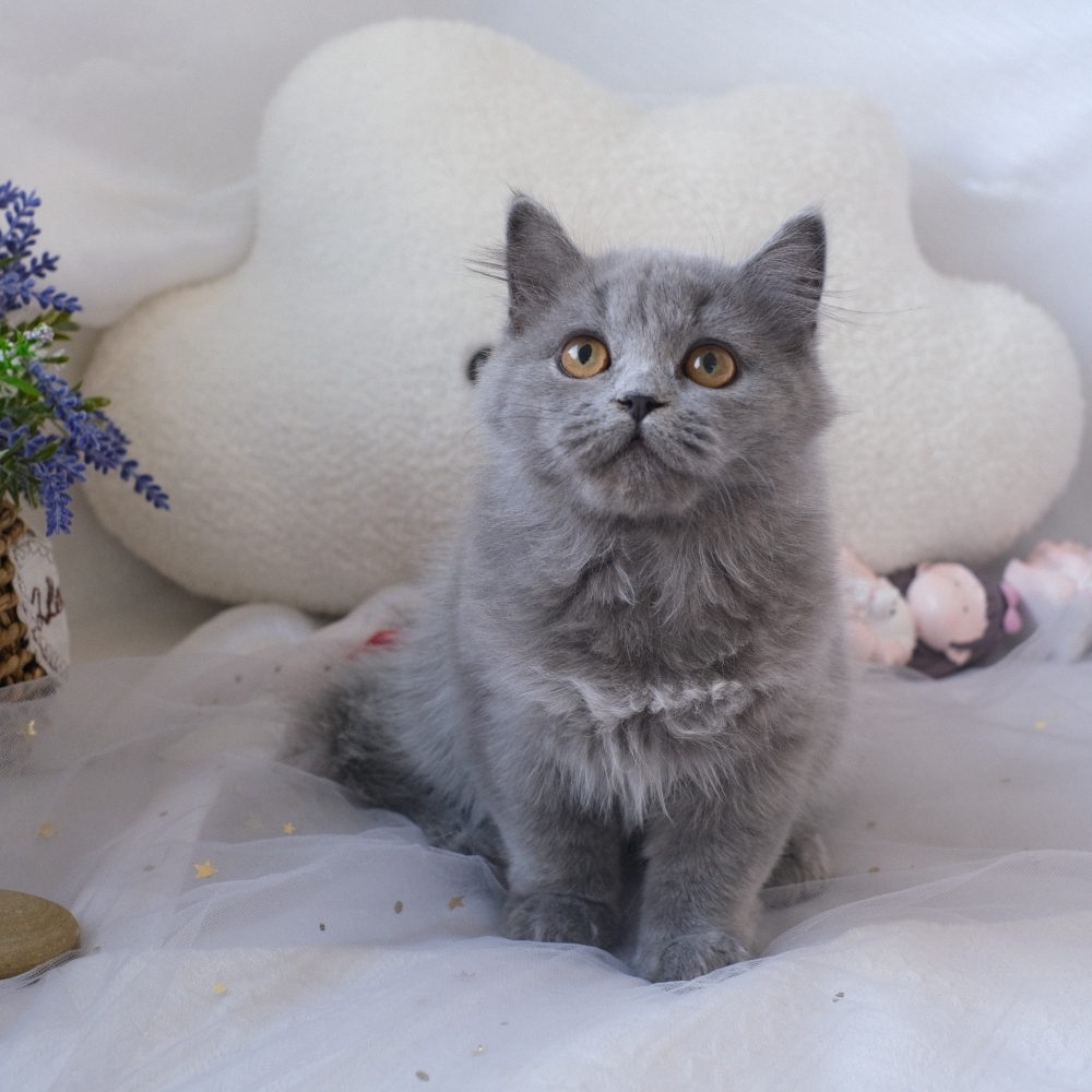 ❣️114/12/01 藍色 英長 妹妹