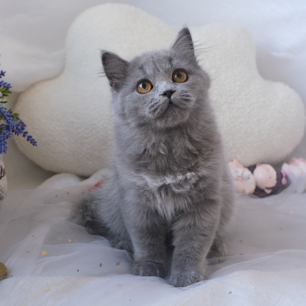 ❣️114/12/01 藍色 英長 妹妹