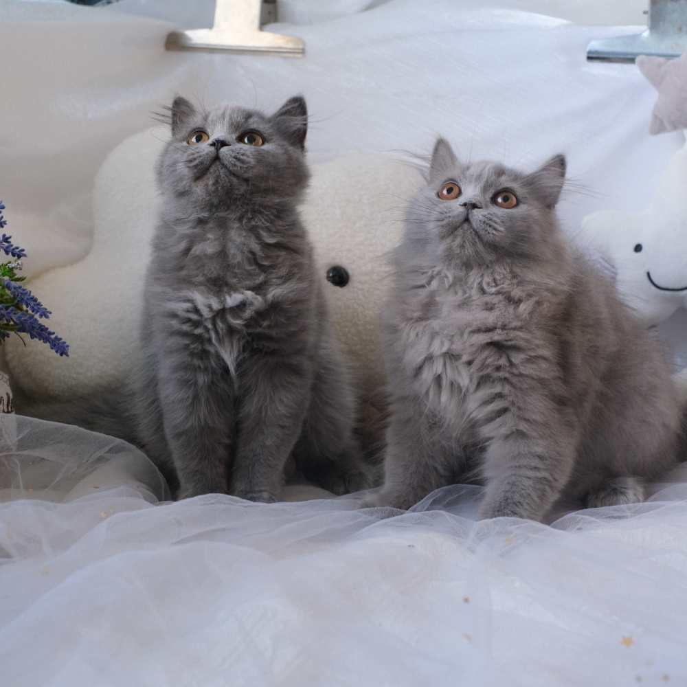 ❣️114/12/01 藍色 英長 弟弟