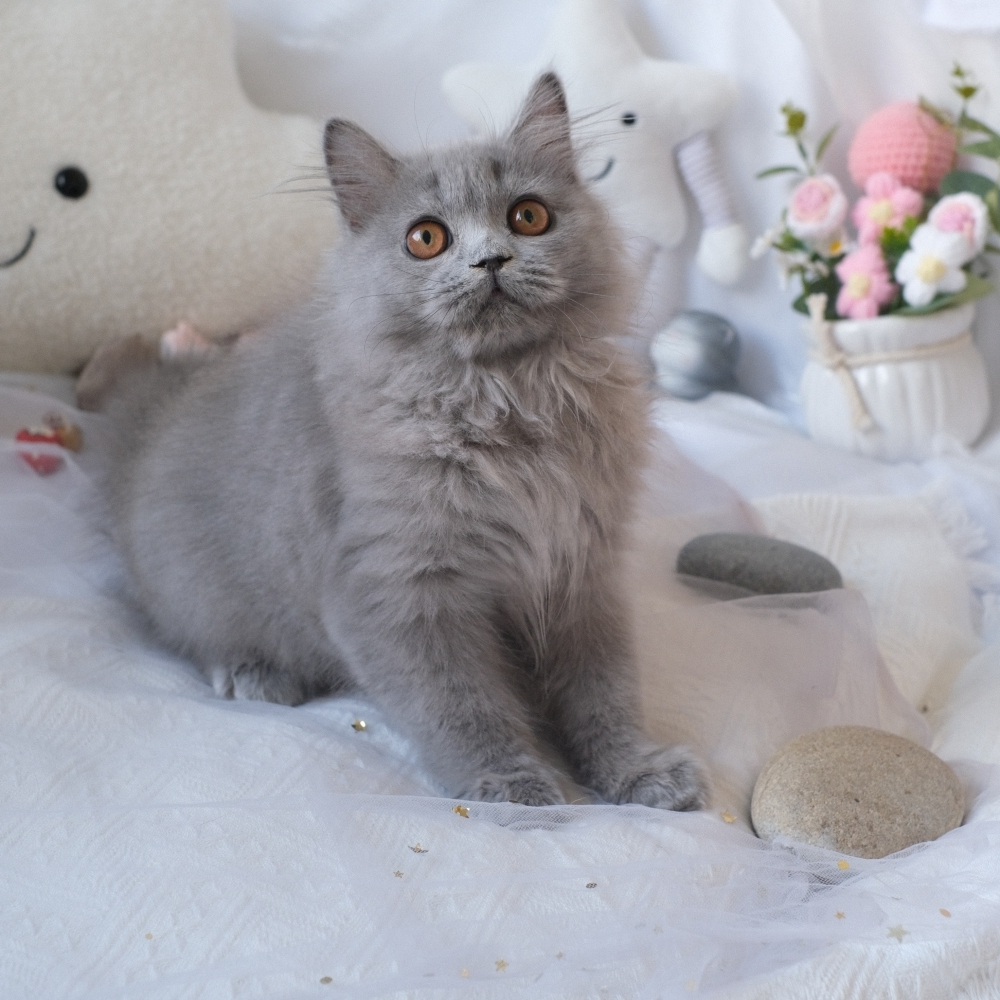 ❣️114/12/01 藍色 英長 弟弟