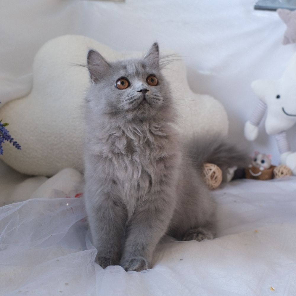 ❣️114/12/01 藍色 英長 弟弟