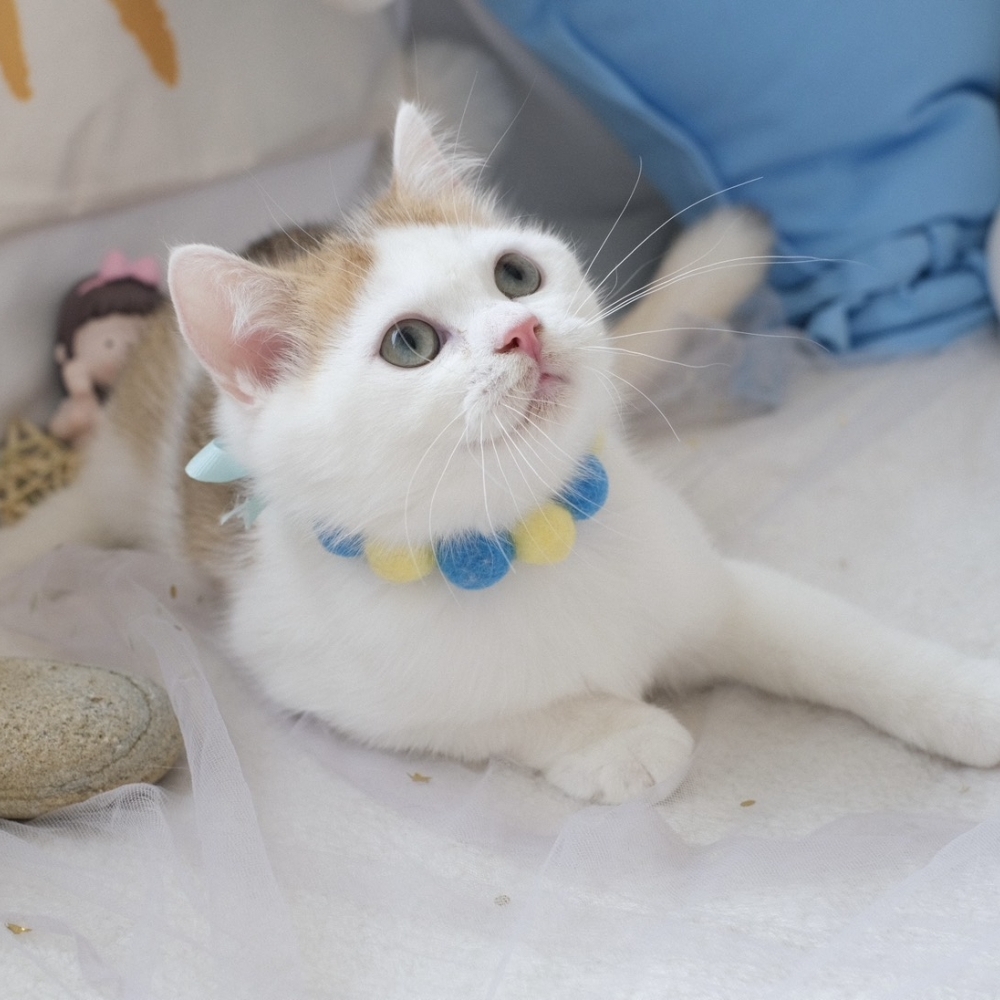 ❣️114/12/20 金漸層加白 弟弟