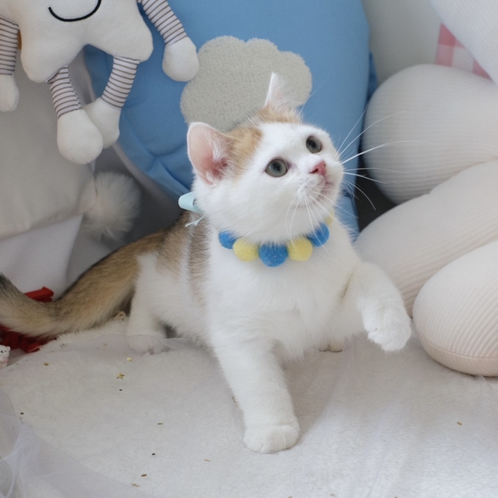 ❣️114/12/20 金漸層加白 弟弟