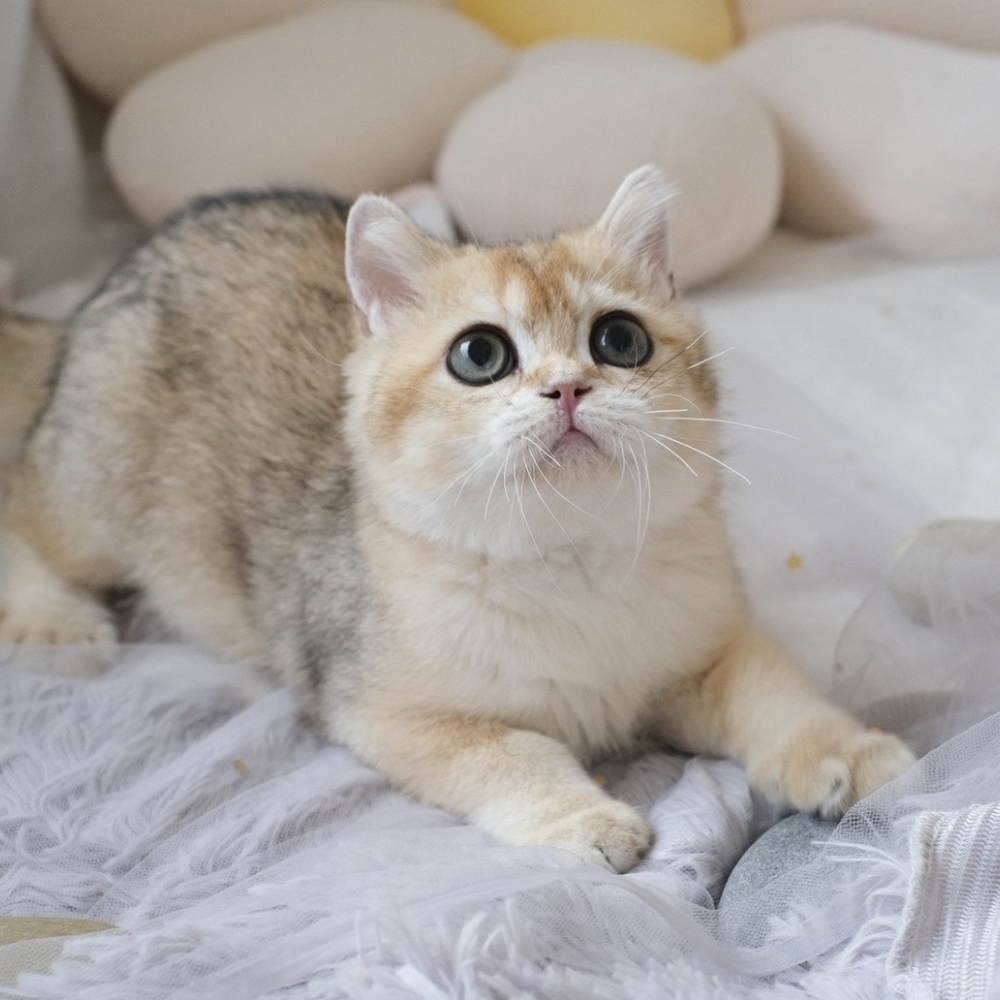 ❣️114/12/05 金漸層 妹妹