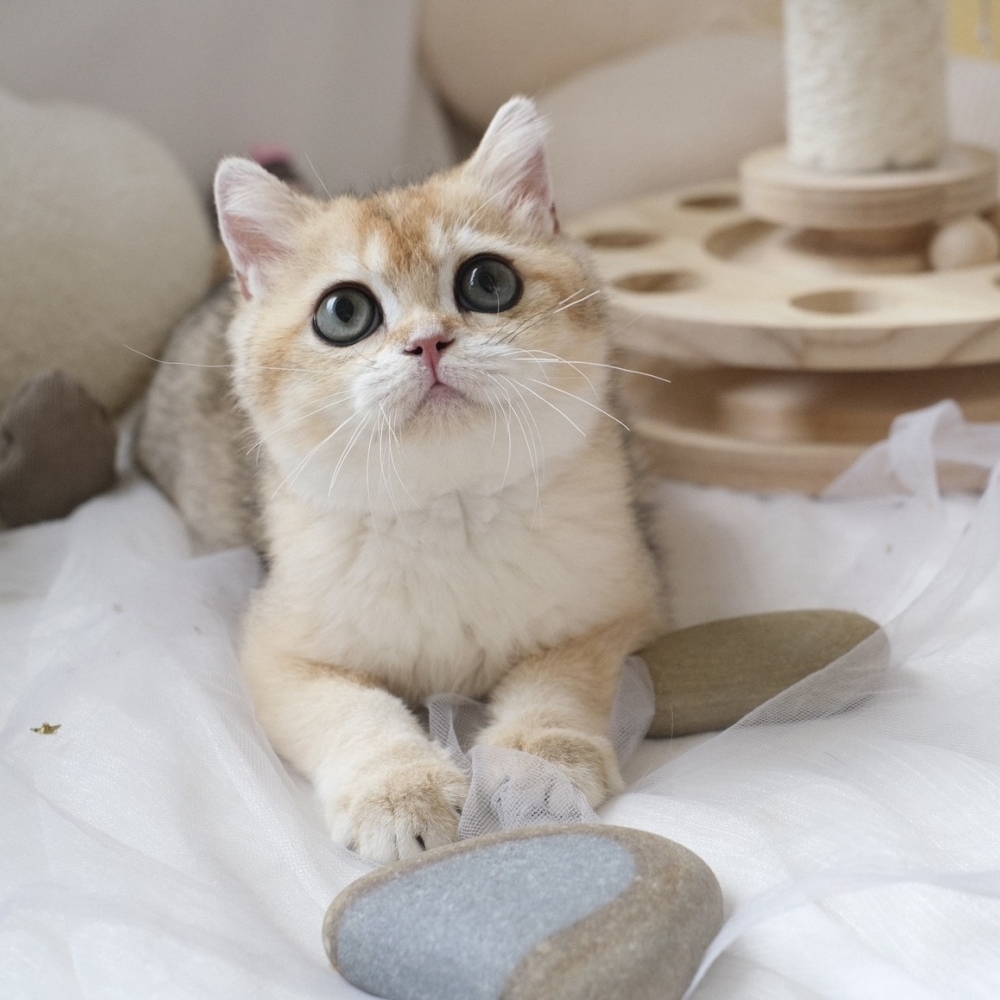 ❣️114/12/05 金漸層 妹妹