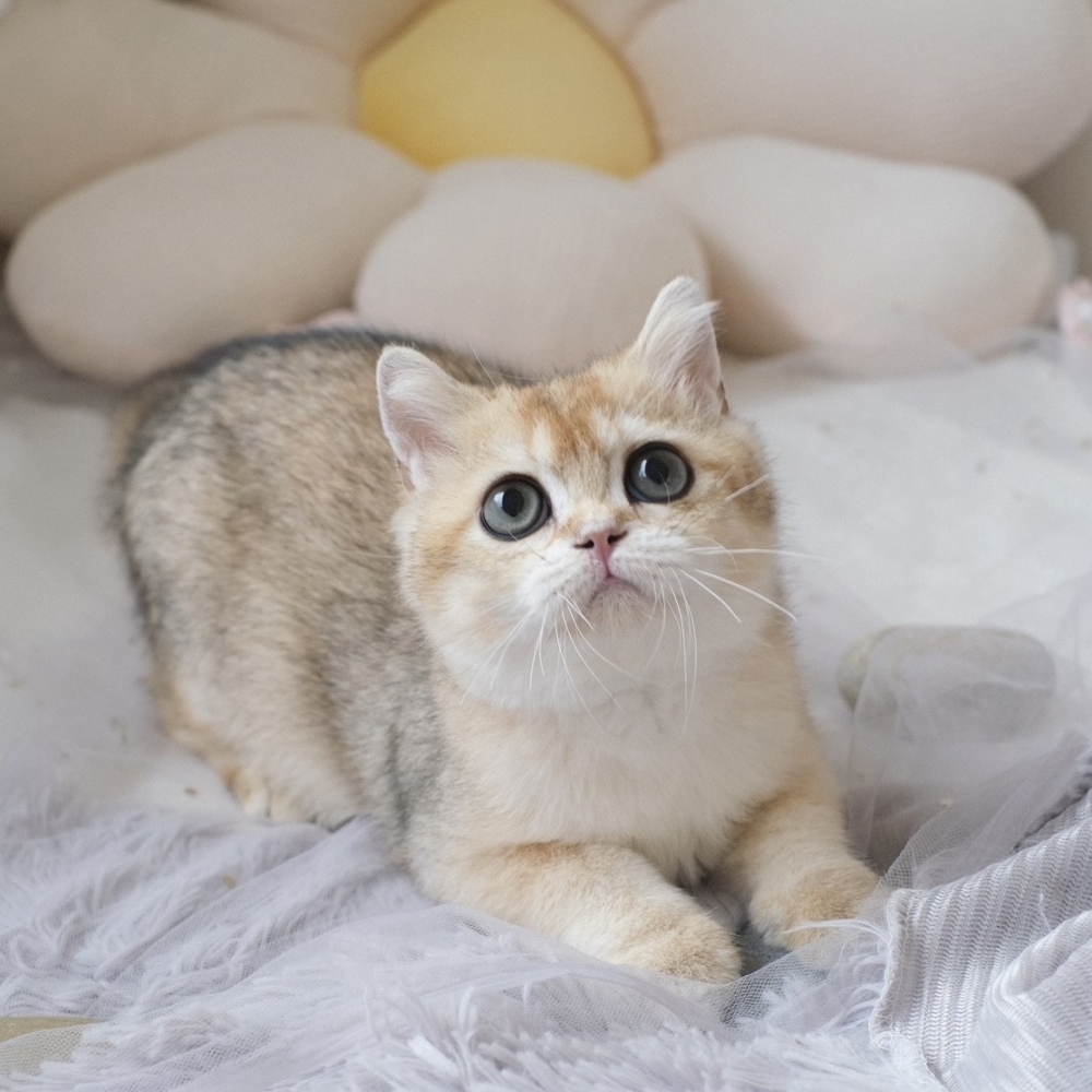 ❣️114/12/05 金漸層 妹妹