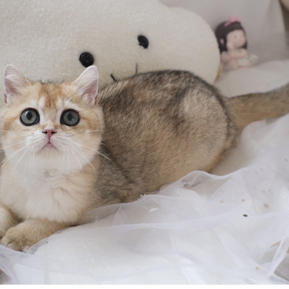 ❣️114/12/05 金漸層 妹妹