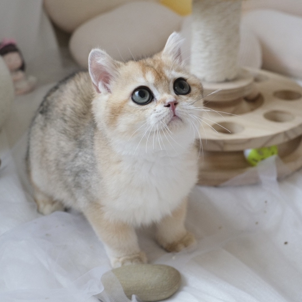 ❣️114/12/05 金漸層 妹妹