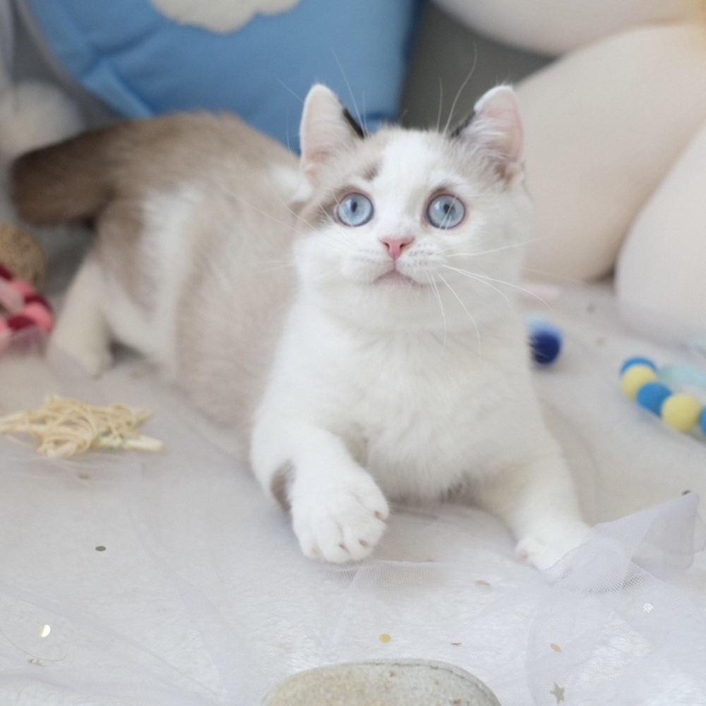 ❣️114/12/23 雙色重點 弟弟