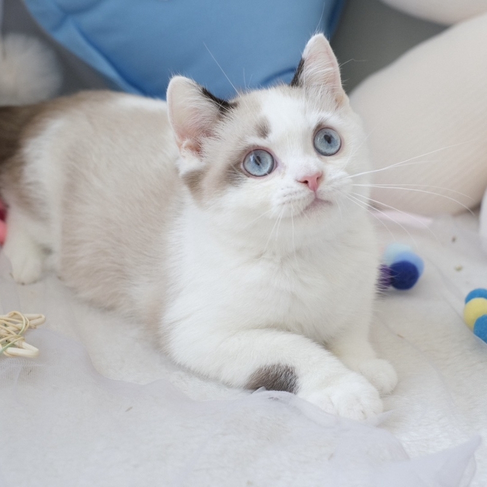 ❣️114/12/23 雙色重點 弟弟