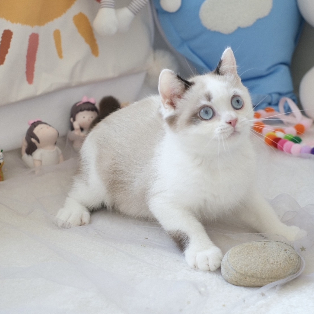 ❣️114/12/23 雙色重點 弟弟