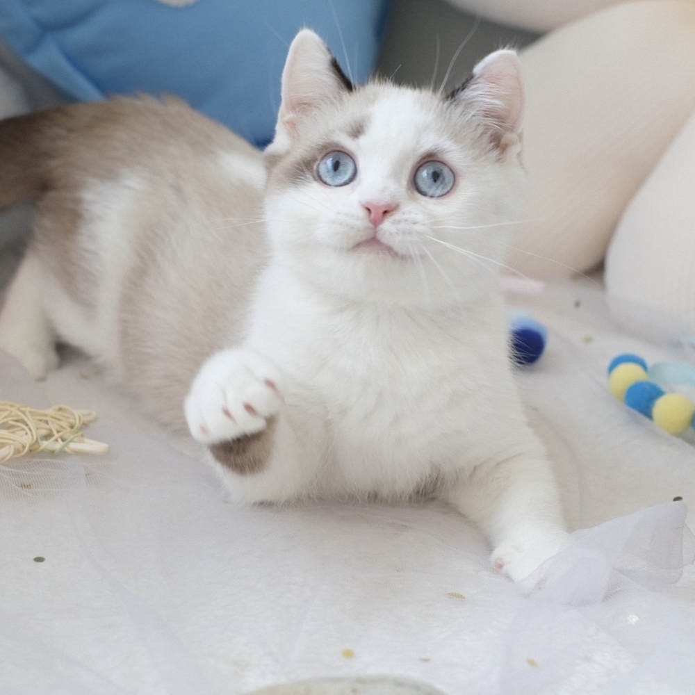 ❣️114/12/23 雙色重點 弟弟