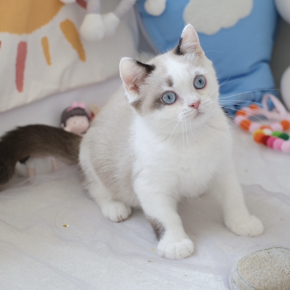 ❣️114/12/23 雙色重點 弟弟