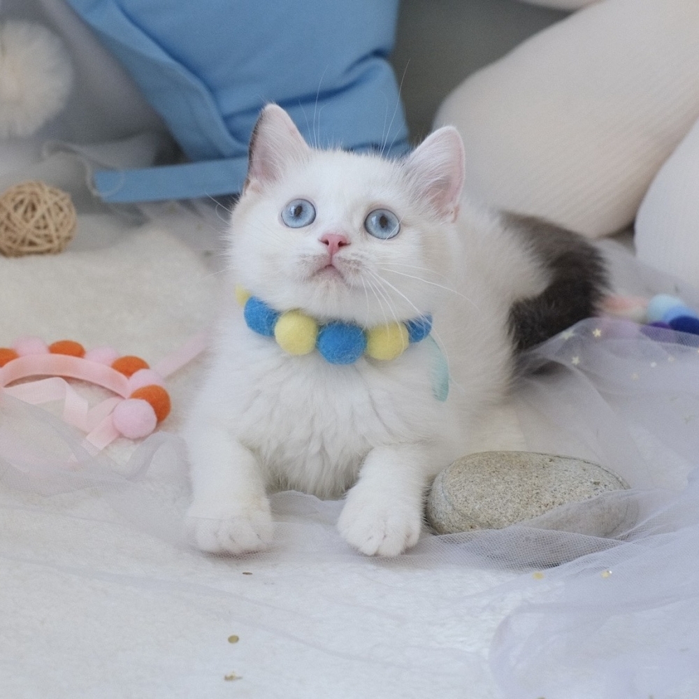 ❣️114/12/23 雙色重點 弟弟