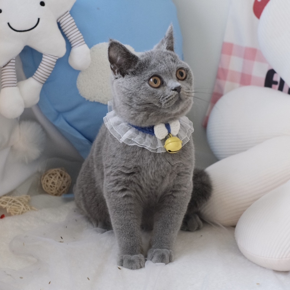 ❣️114/11/13 藍英短 弟弟