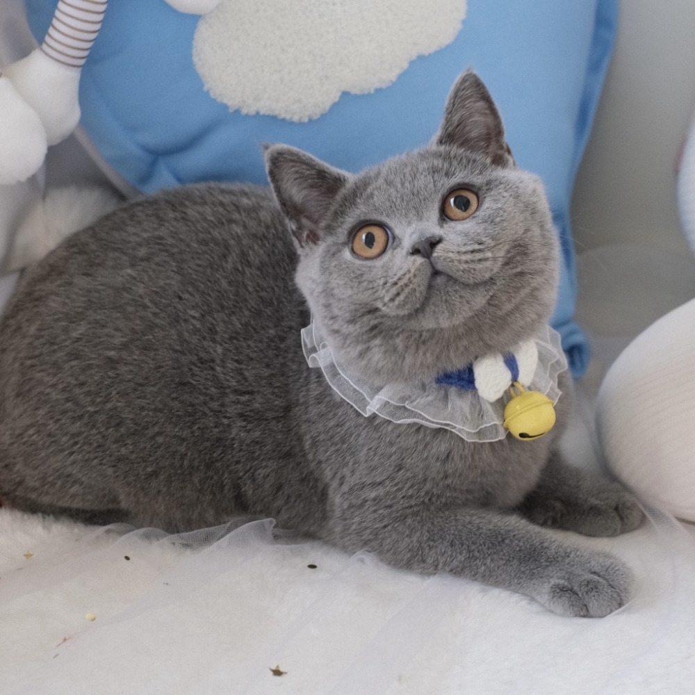 ❣️114/11/13 藍英短 弟弟