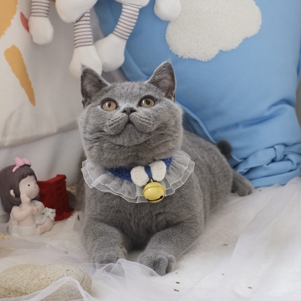 ❣️114/11/13 藍英短 弟弟