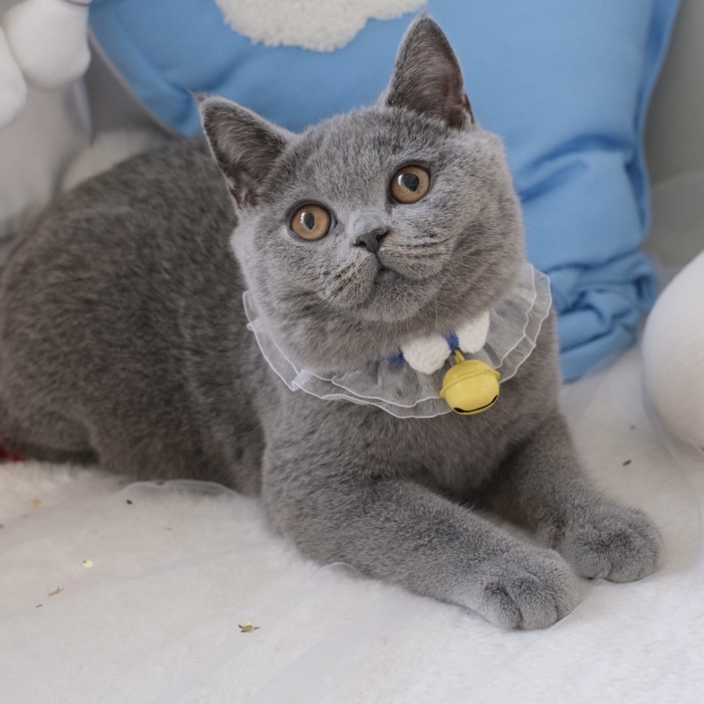 ❣️114/11/13 藍英短 弟弟