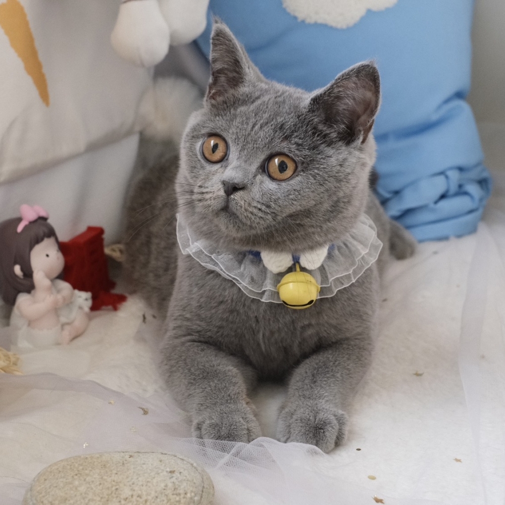 ❣️114/11/13 藍英短 弟弟