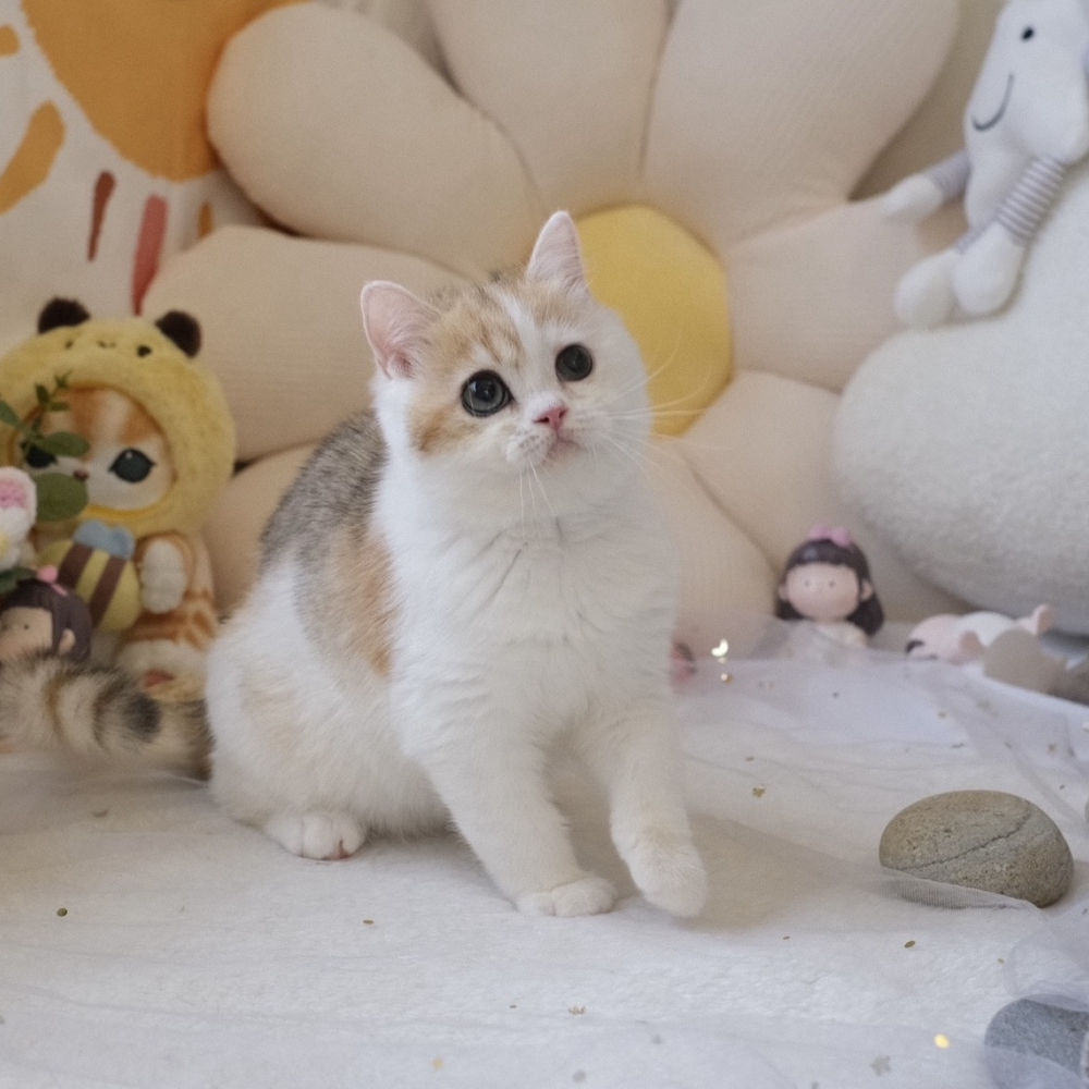 ❣️114/12/05 金漸層加白 妹妹