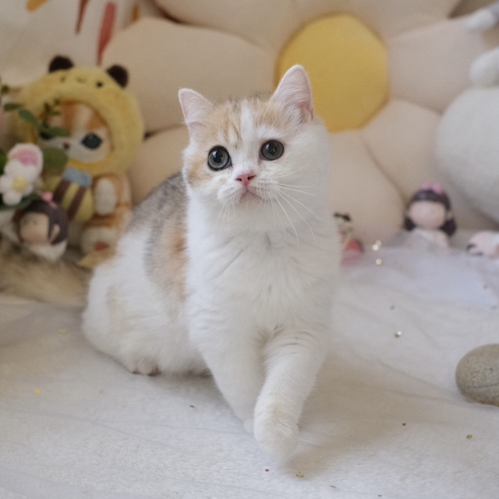 ❣️114/12/05 金漸層加白 妹妹