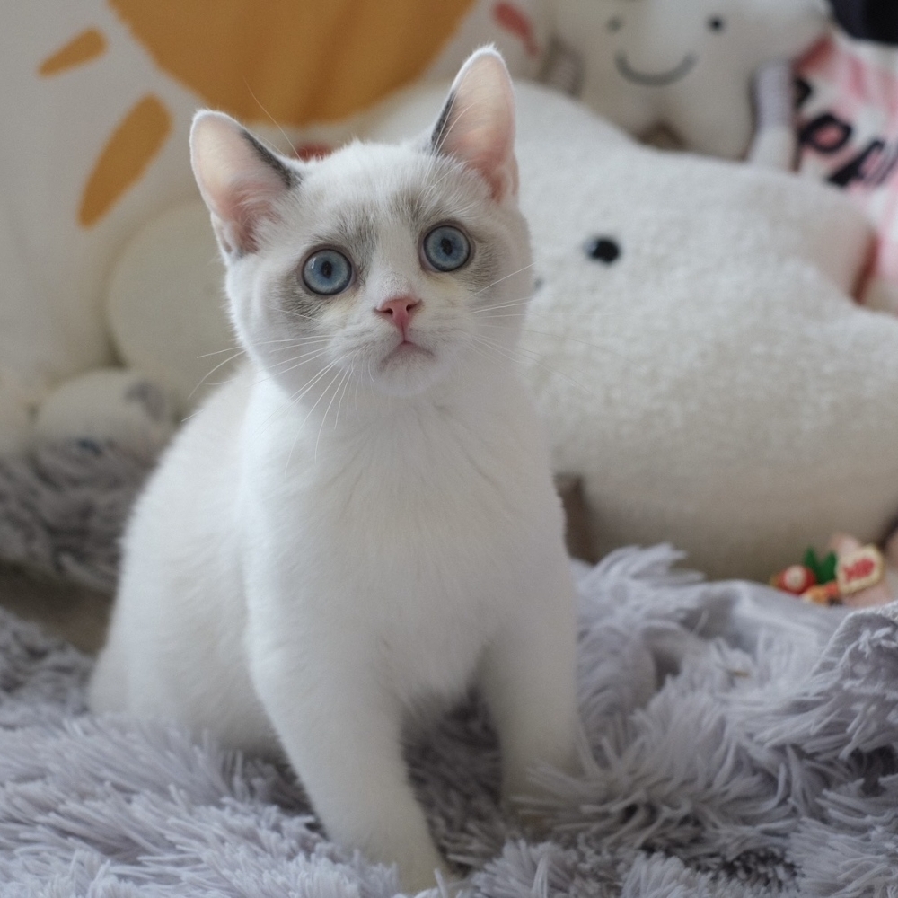 ❣️115/02/27 海豹雙色、藍金重點 弟弟