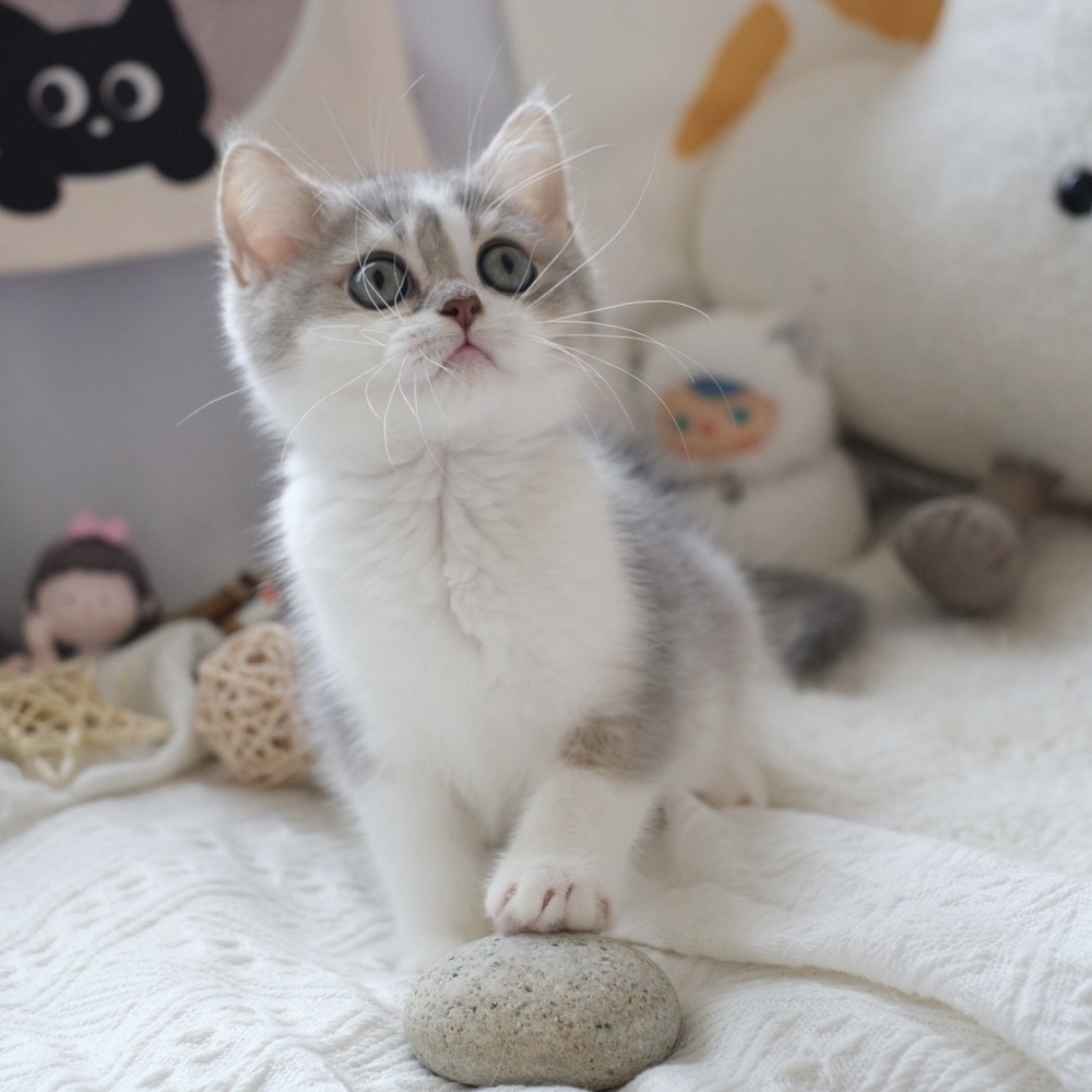 ❣️115/03/04 藍金加白 弟弟