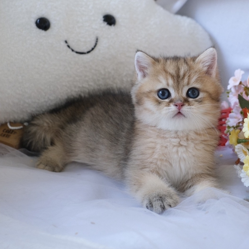 ❣️115/04/15 黑金漸層 弟弟