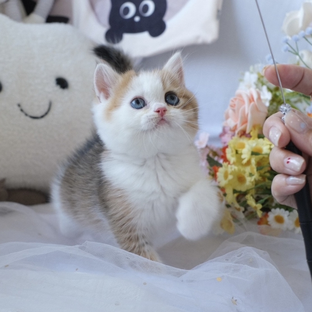 ❣️115/04/15 金漸層加白 妹妹