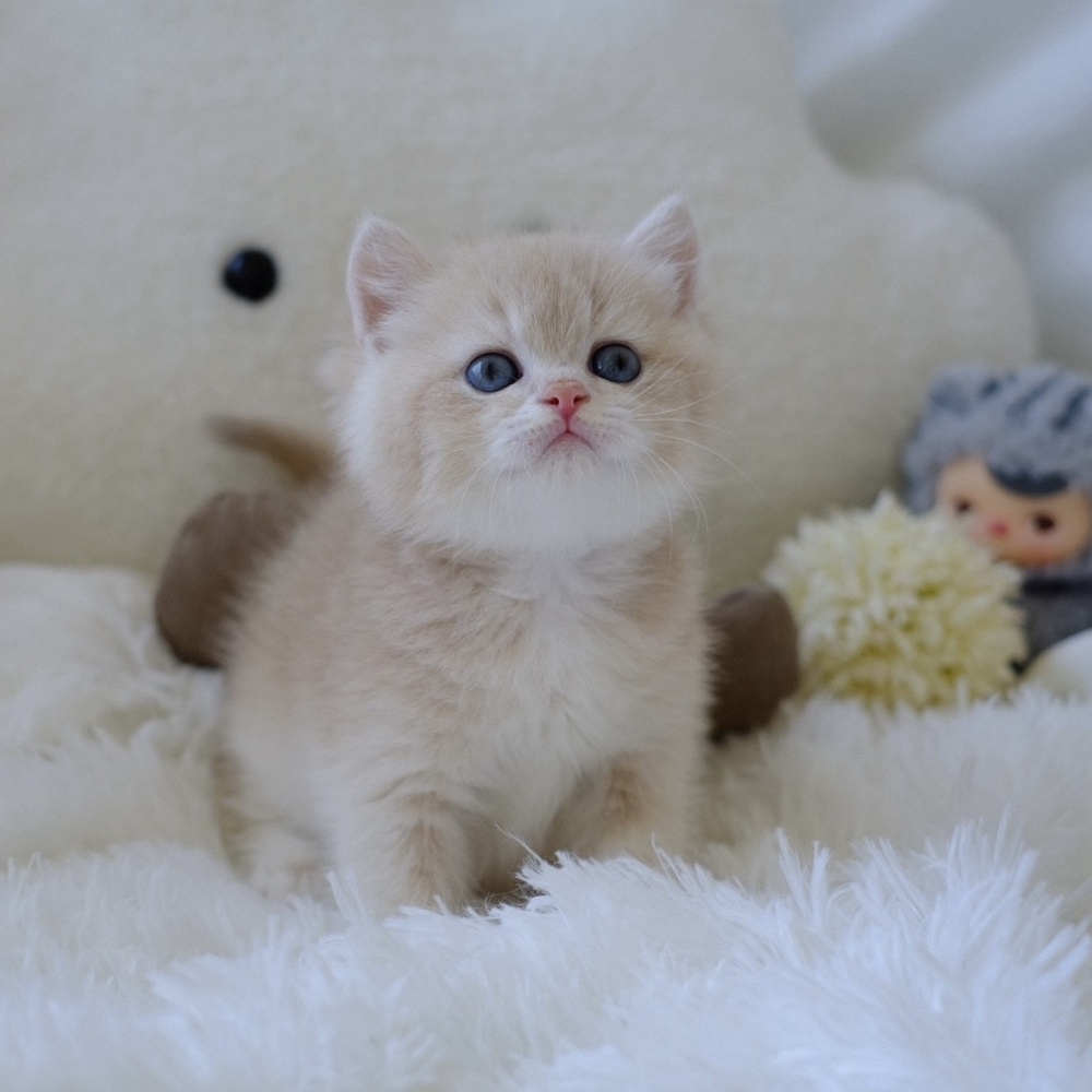 ❣️115/08/30 藍金 弟弟