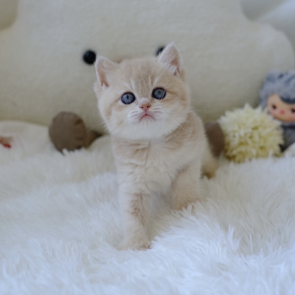 ❣️115/08/30 淡藍金 妹妹