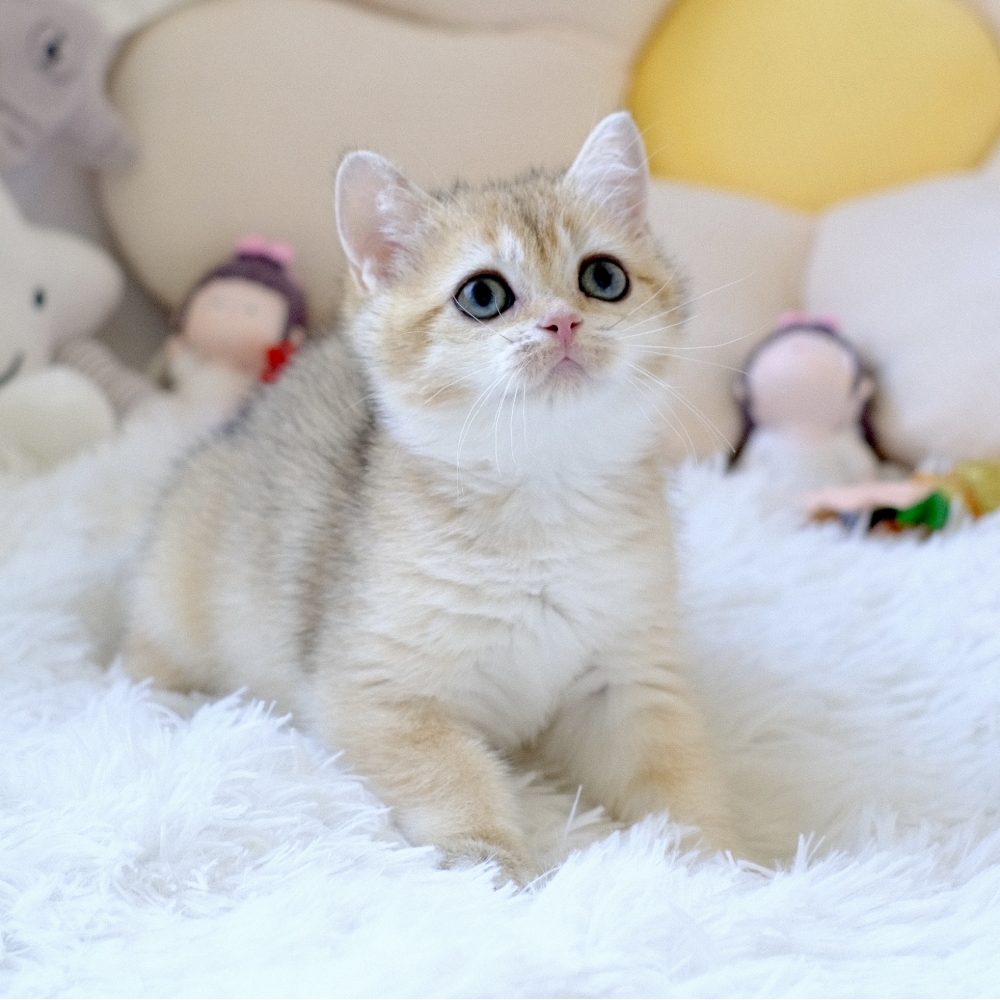 ❣️115/07/23 金漸層 妹妹