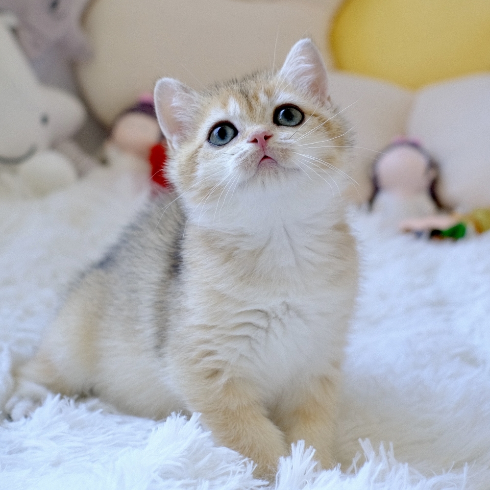❣️115/07/23 金漸層 妹妹