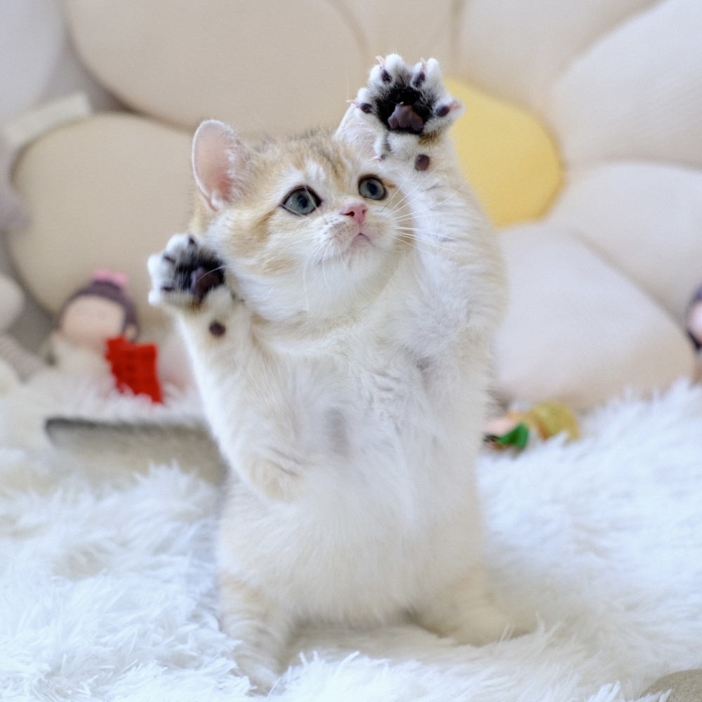 ❣️115/07/23 金漸層 妹妹
