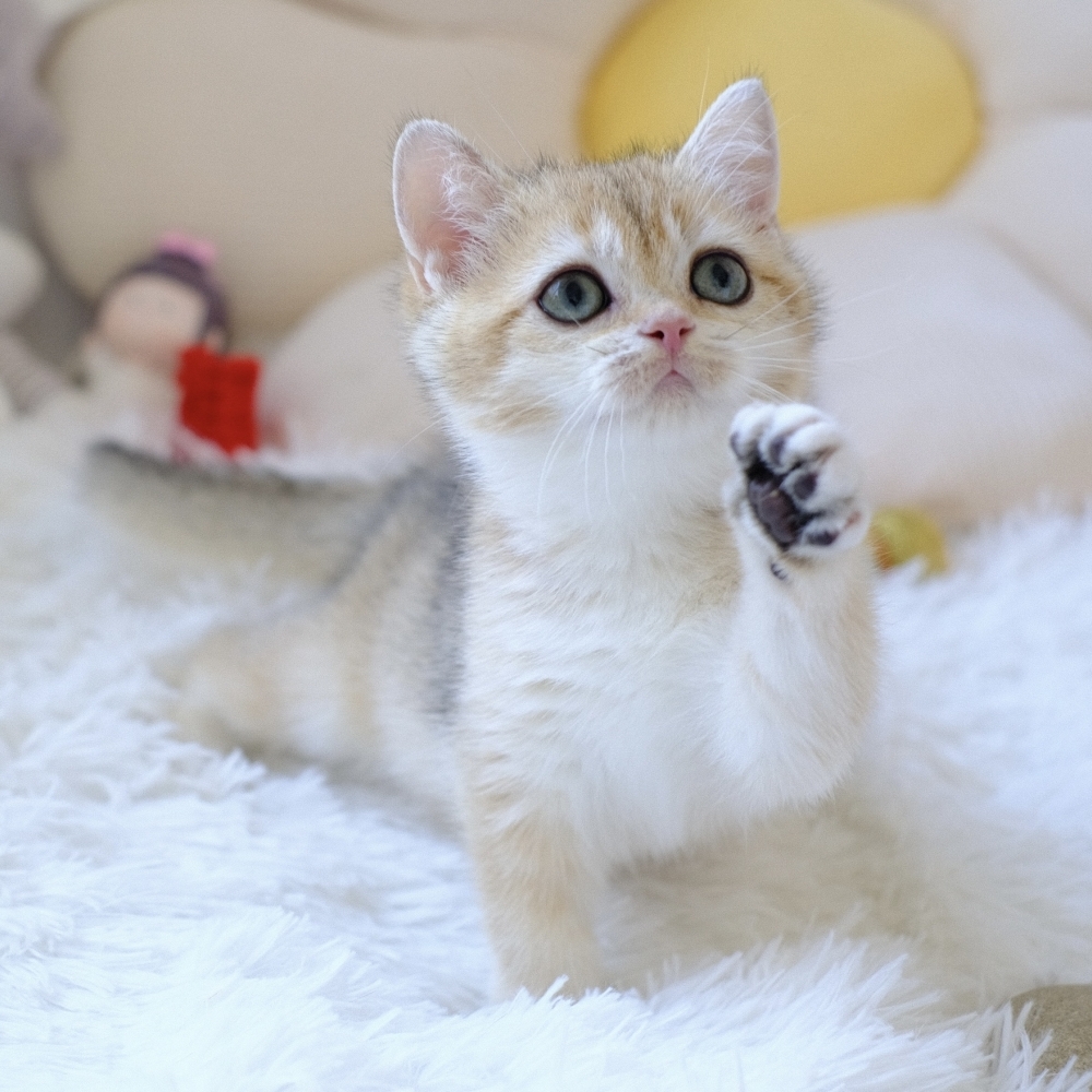 ❣️115/07/23 金漸層 妹妹